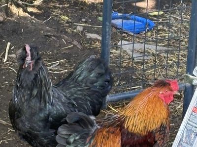 Free roosters.