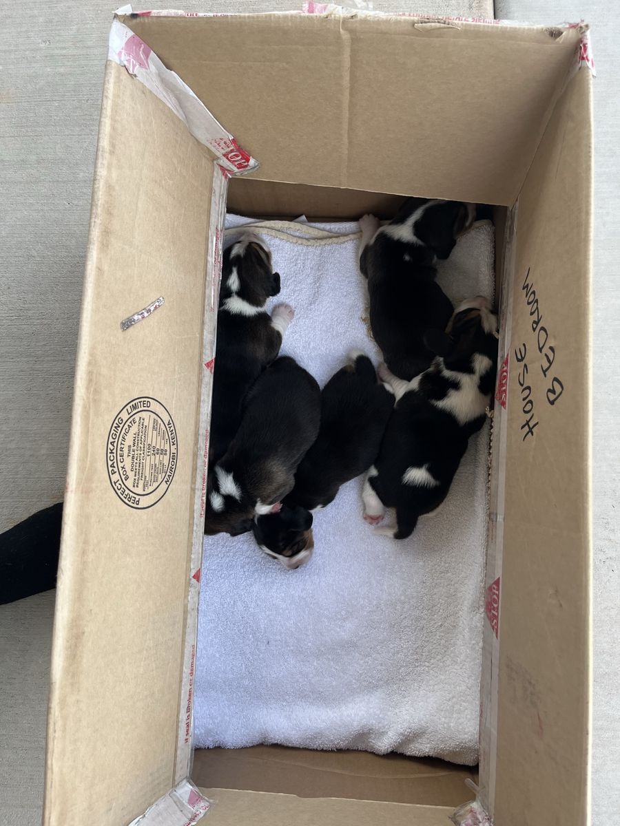 Adorable Beagle Puppies - 1 Week Old, Ready for Reserve! (Born June 28)