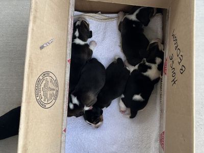 Adorable Beagle Puppies - 1 Week Old, Ready for Reserve! (Born June 28)