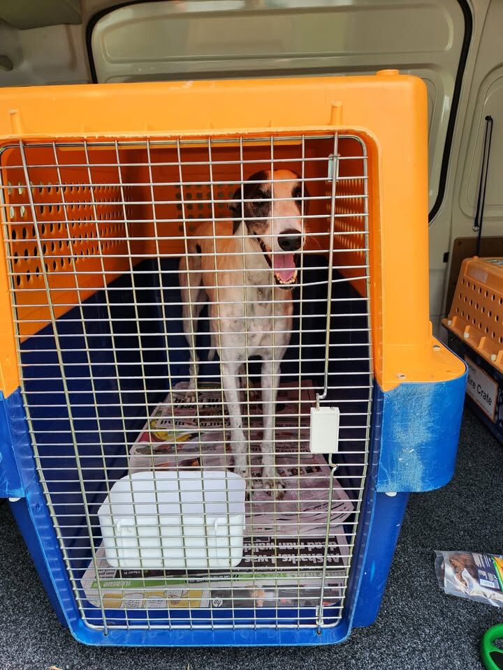 Jetpet International Deluxe Travel Crate