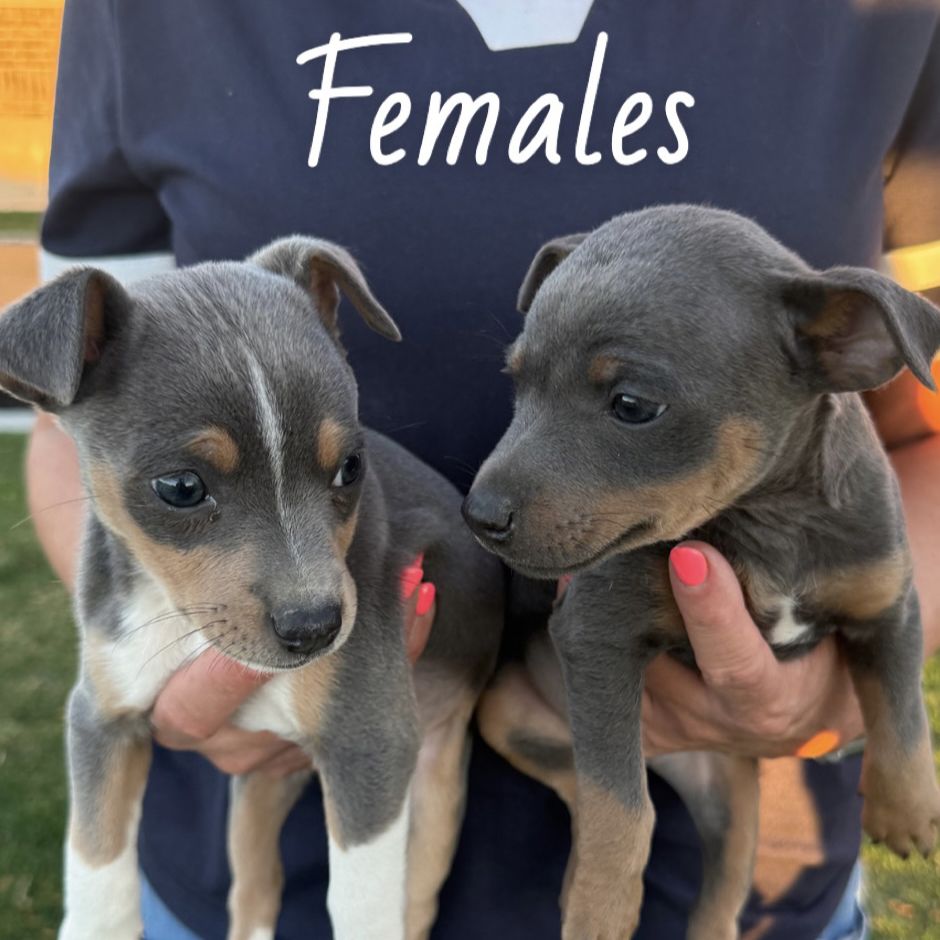 Rat Terrier Puppies Registered