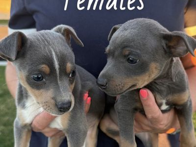 Rat Terrier Puppies Registered