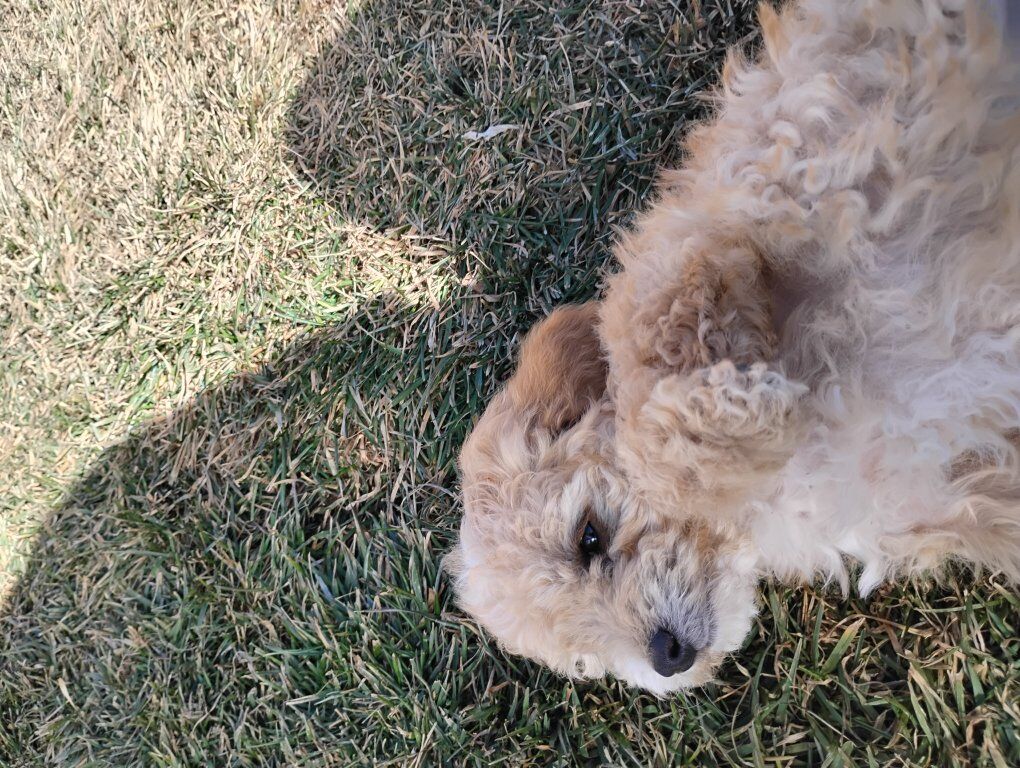 toy aussie doodle/ toy poodle