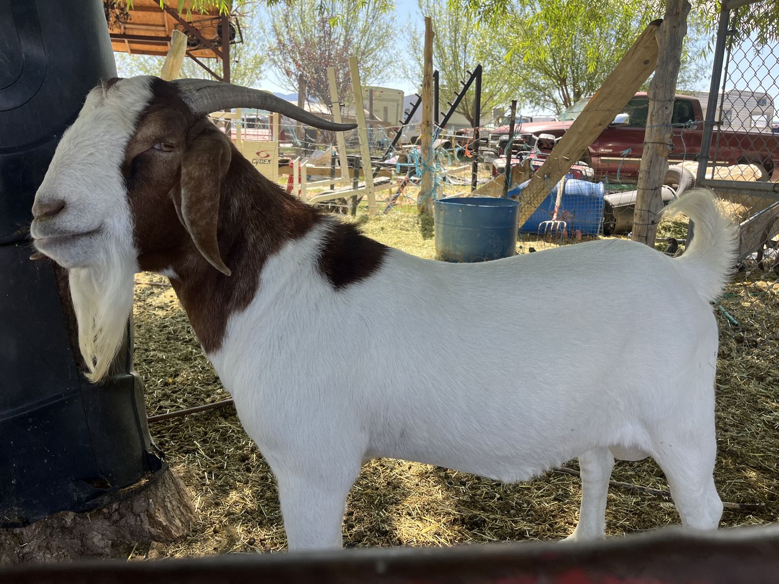 Boer goats