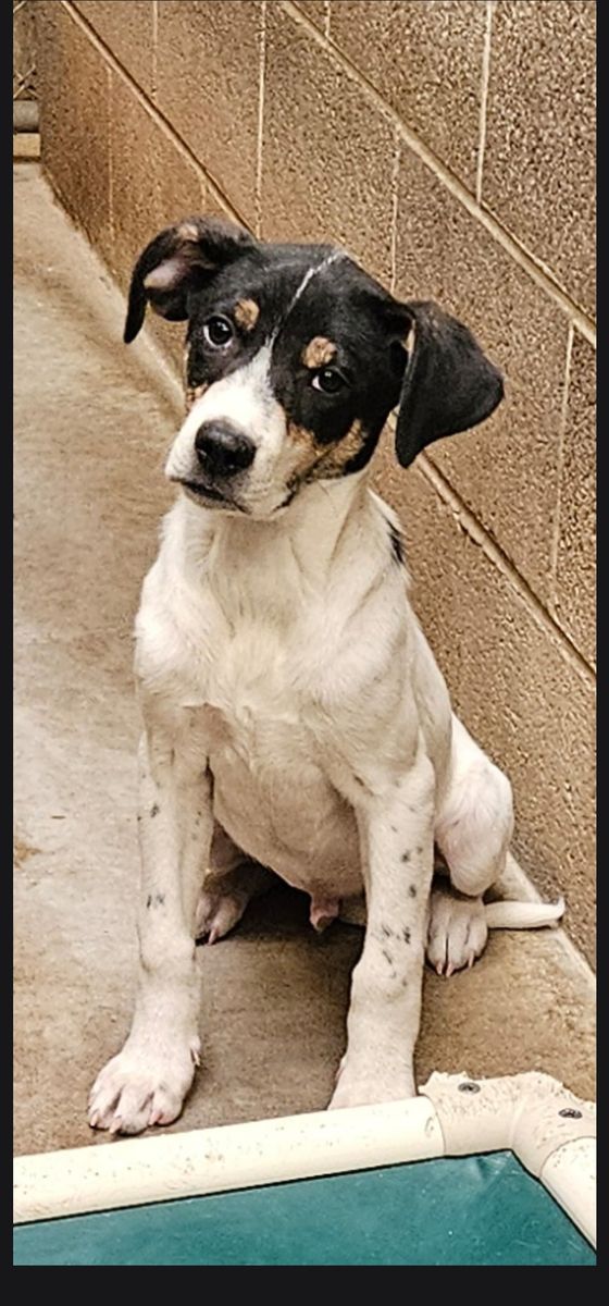 Orion, 4 month pointer mix