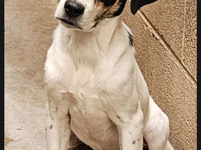 Orion, 4 month pointer mix
