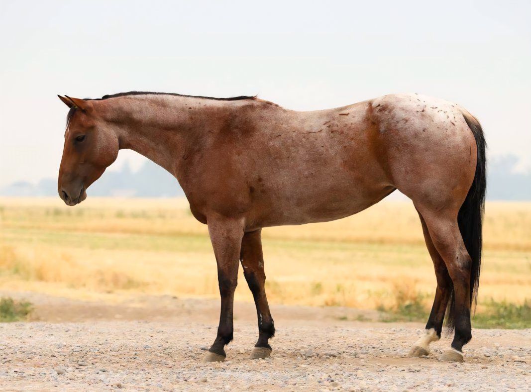 AQHA 5YR OLD BAY ROAN MARE