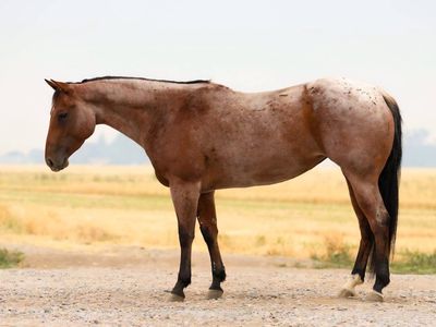 AQHA 5YR OLD BAY ROAN MARE