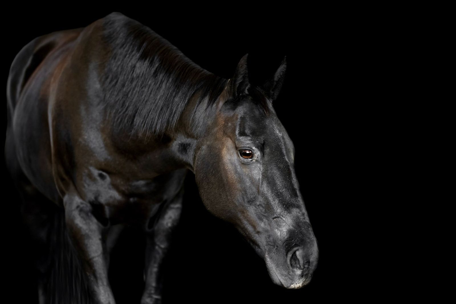 Beautiful Black Mare