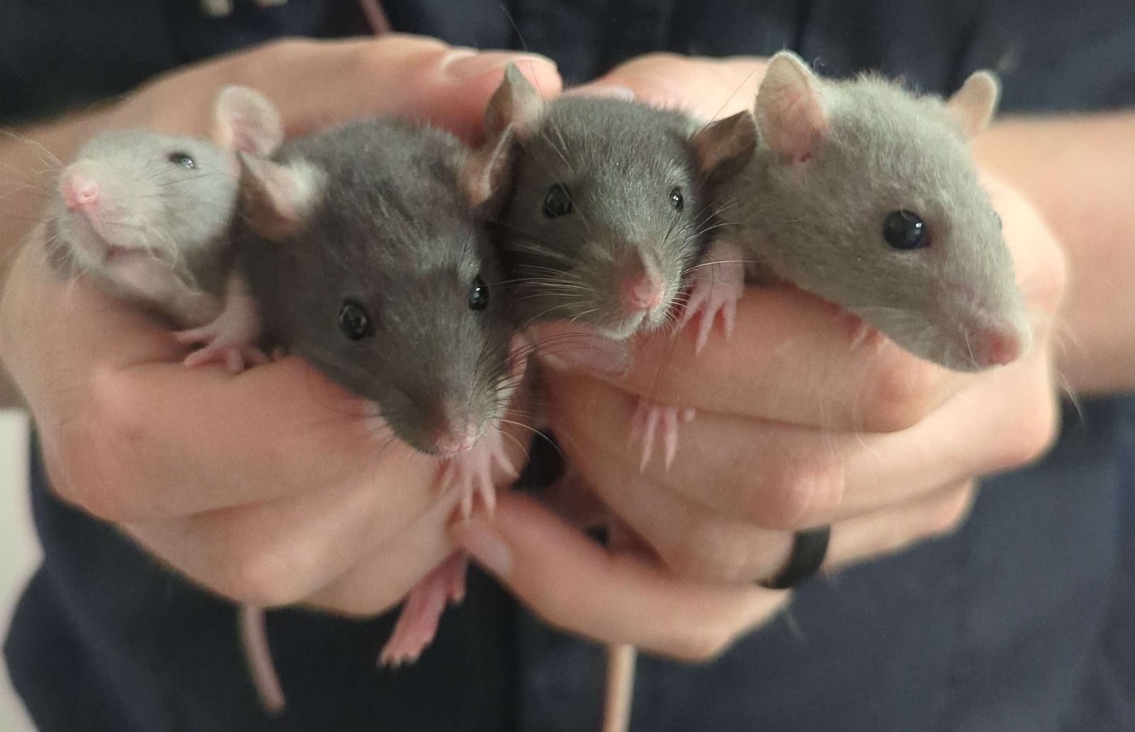 Pet Rats