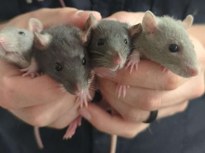 Pet Rats