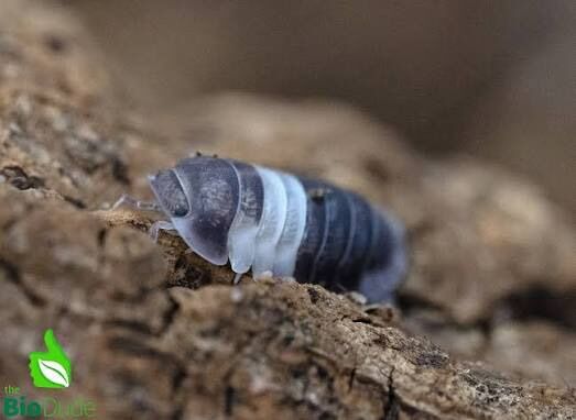 Panda King Isopods 10 For $15