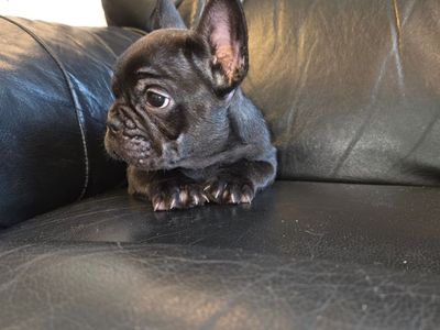 RARE CHOCOLATE FRENCH BULLDOG PUPPY AKC