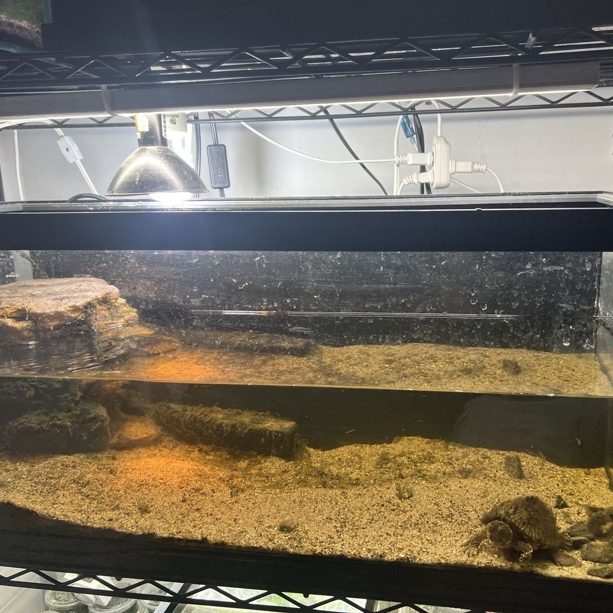 Razorback Musk Turtle & Setup