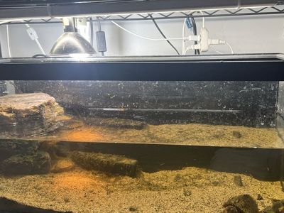Razorback Musk Turtle & Setup