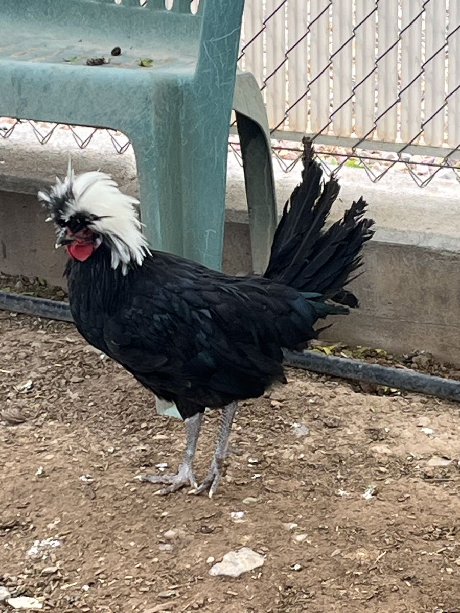 2 Polish Roosters
