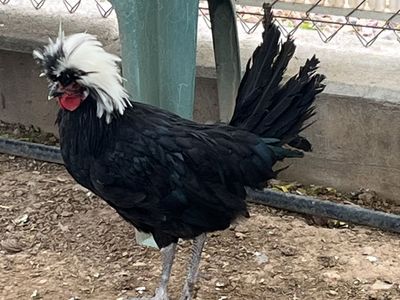 2 Polish Roosters