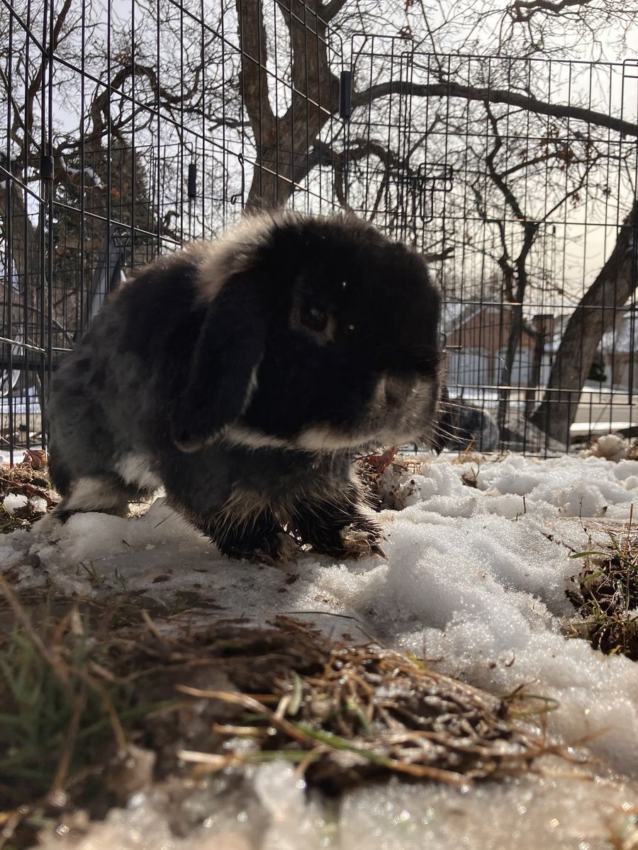 Cute male holland lop netherland dwarf mix