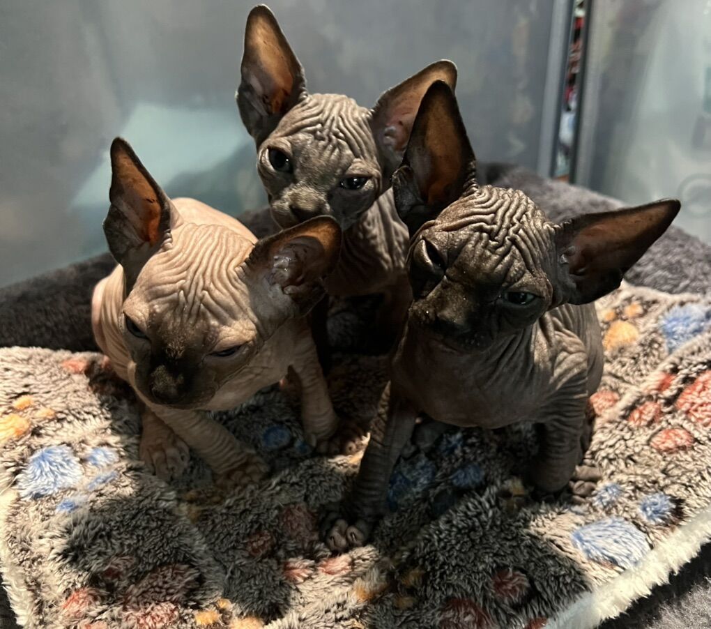 Sphynx Kittens