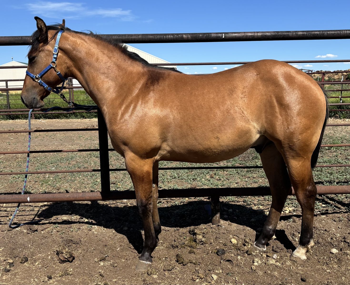 2025 Dun AQHA Gelding "Mac"
