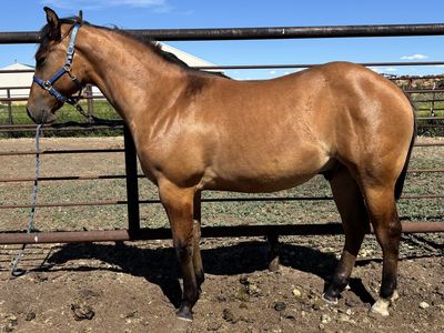 2025 Dun AQHA Gelding "Mac"