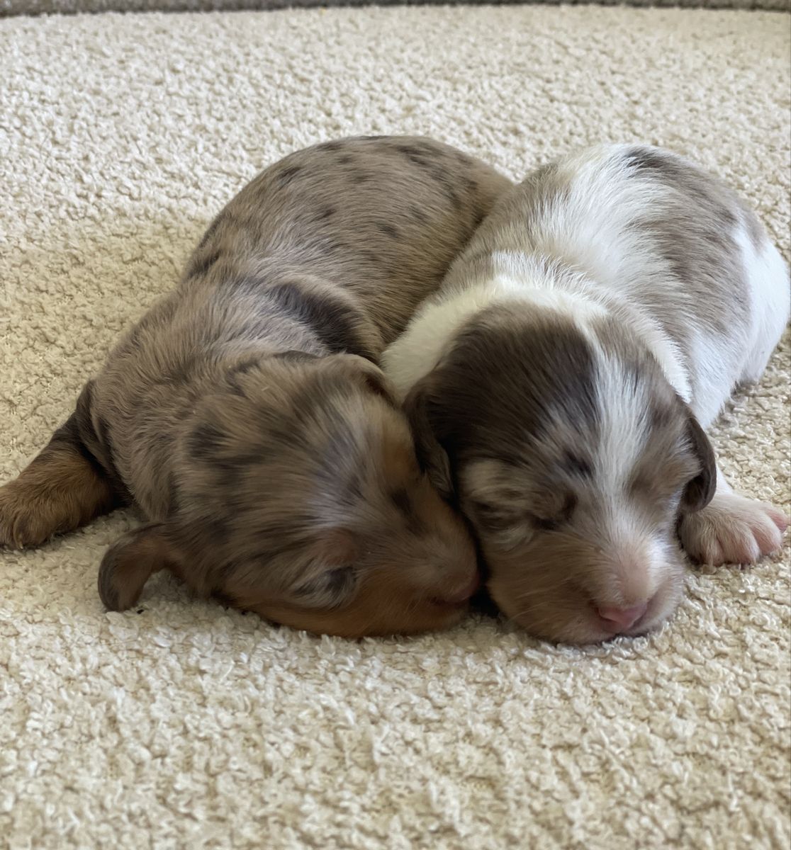 Miniature Dachshunds