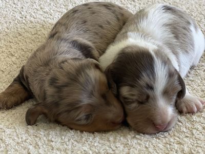 Miniature Dachshunds