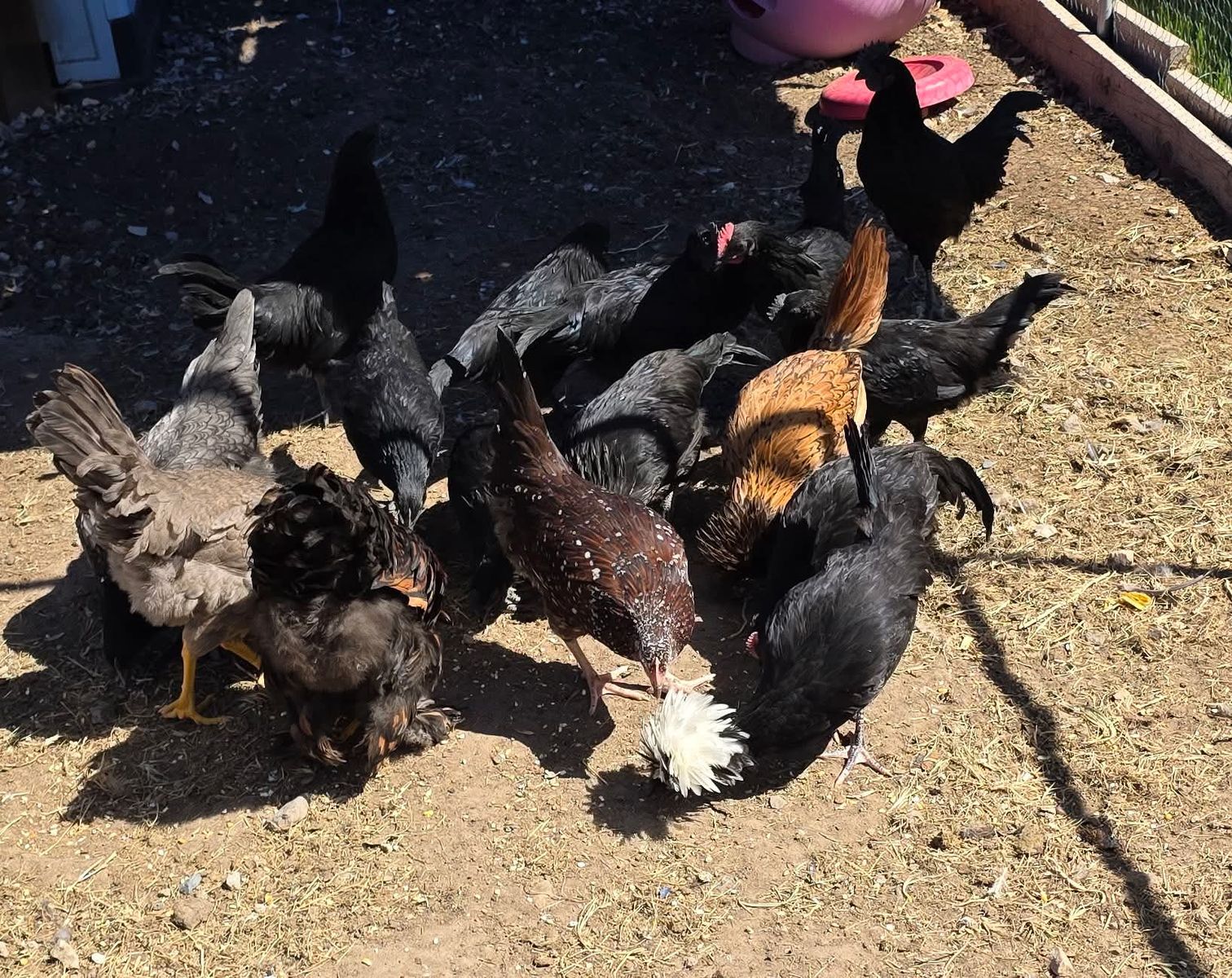 9 Roosters