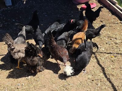 9 Roosters