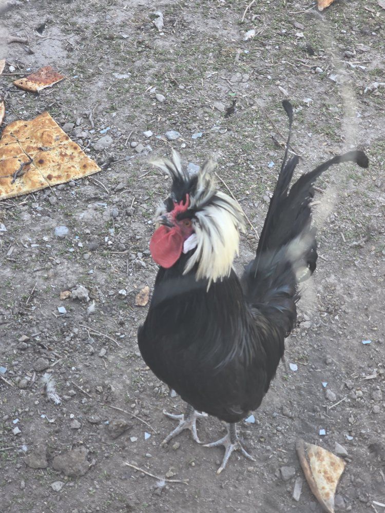 Bantam and Polish rooster
