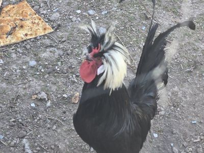 Bantam and Polish rooster