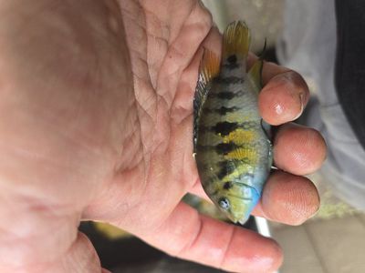 Yellow and black mix convicts
