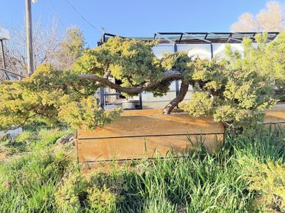 60 Yr Juniper Bonsai