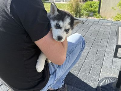 AKC Siberian Huskies