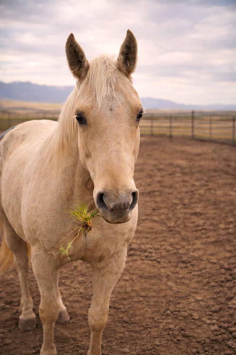 Palomino Mare Project/Companion Quarter Horse