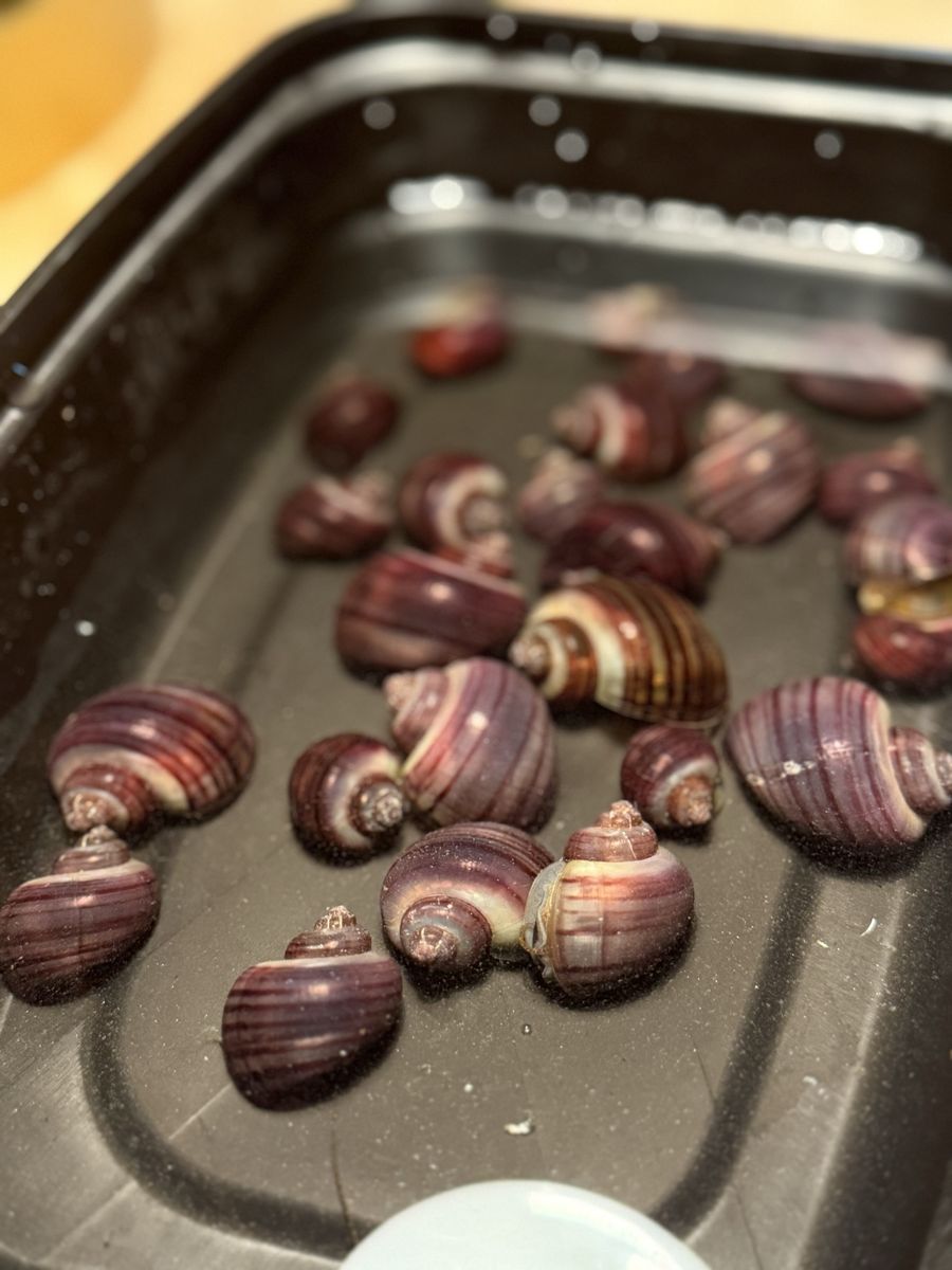 Live Mystery Snails (Purple, Brown) - Freshwater Aquarium/Fish Tank Algae Eaters