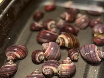 Live Mystery Snails (Purple, Brown) - Freshwater Aquarium/Fish Tank Algae Eaters