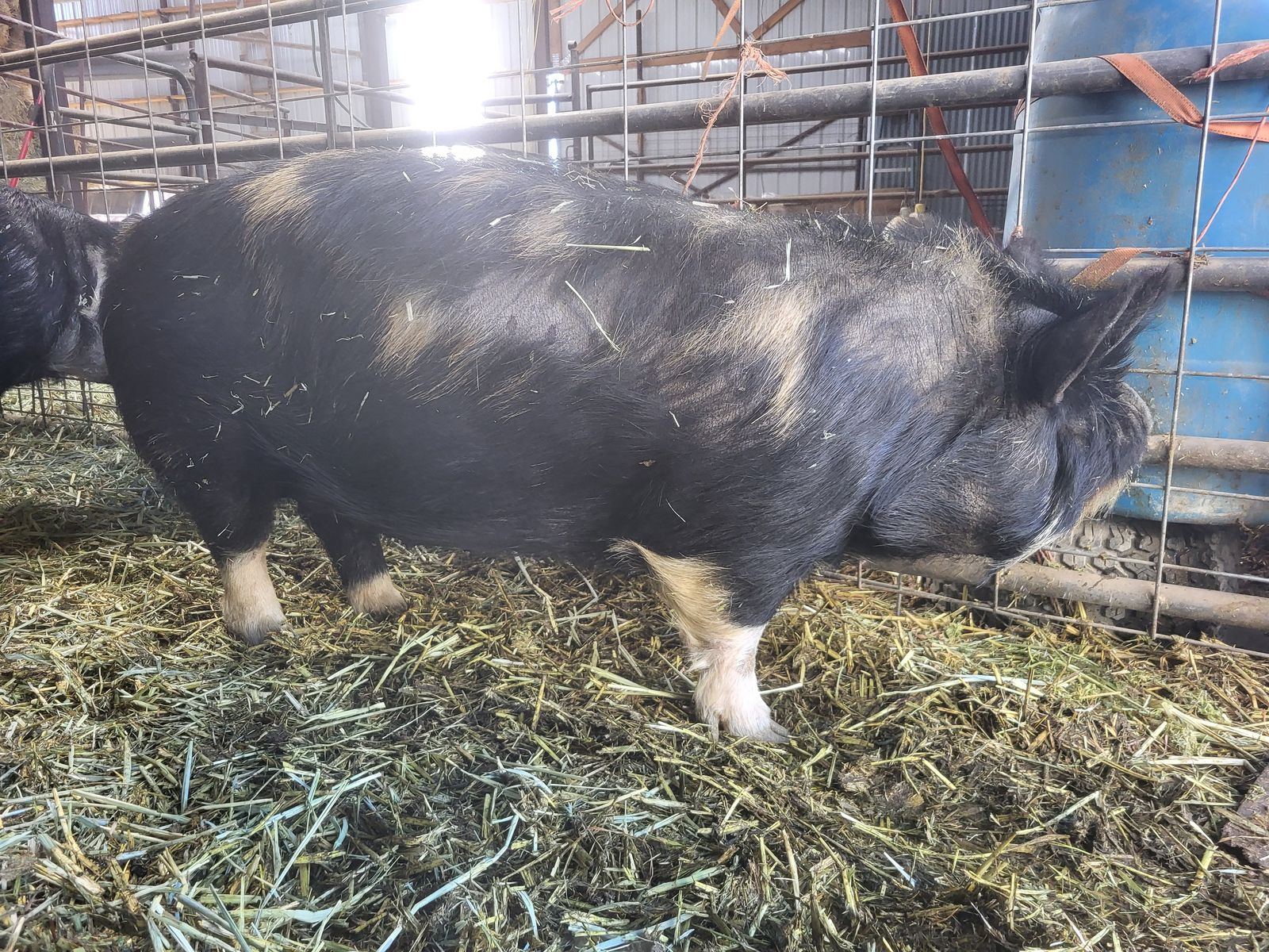 IPP PIG