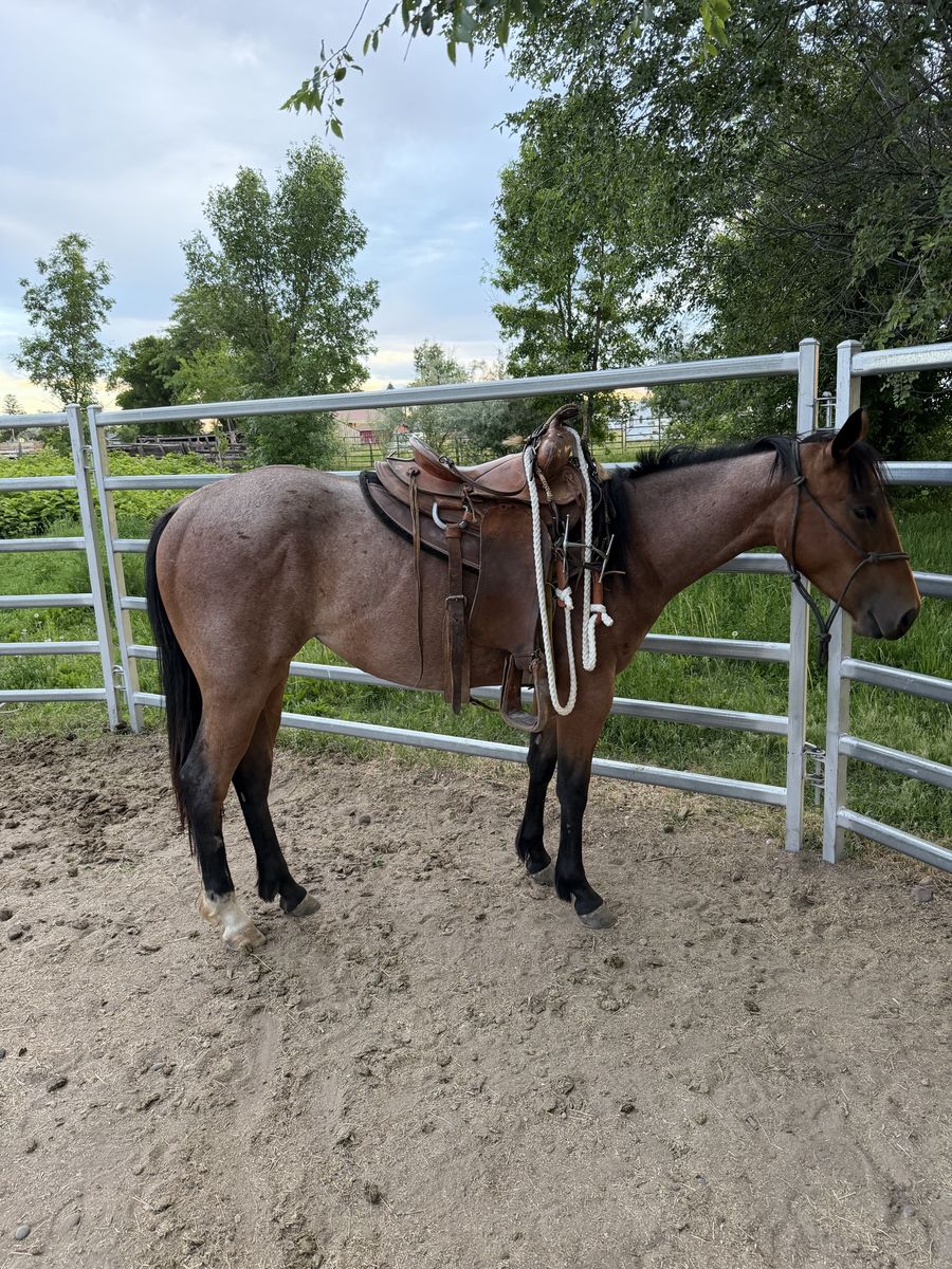 AQHA Bay Filly - Started, Trailer Loads, Ranch/Trail/Rodeo Prospect