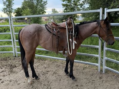 AQHA Bay Filly - Started, Trailer Loads, Ranch/Trail/Rodeo Prospect