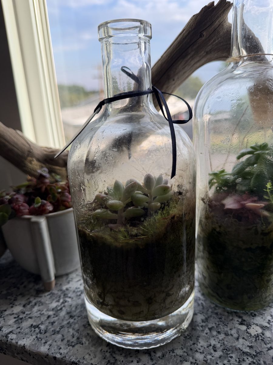 Handmade Glass Bottle Terrarium with Live Succulent and Moss