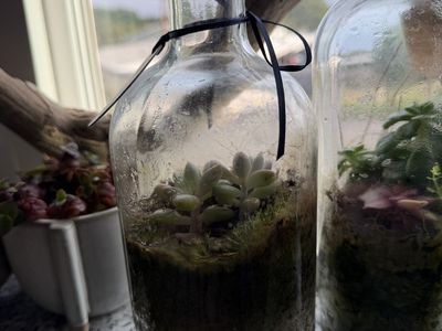 Handmade Glass Bottle Terrarium with Live Succulent and Moss