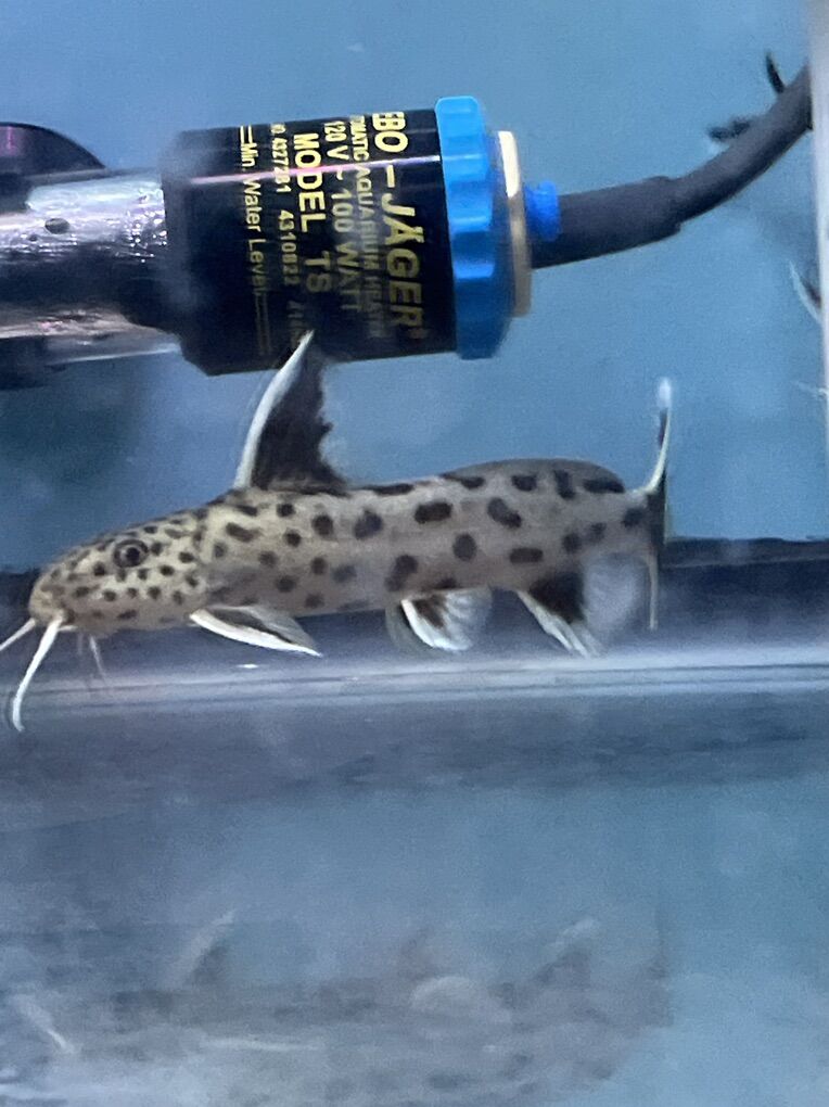 Synodontis lucipinnis Catfish