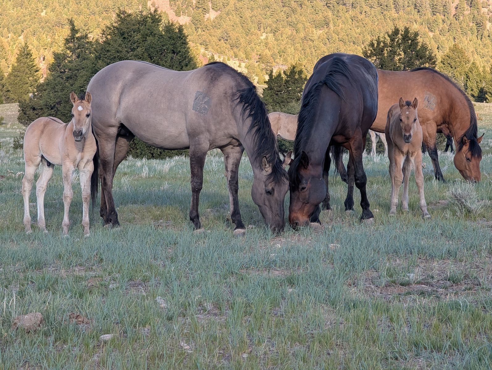 Homozygous Dun Grullo Stud AQHA weanling