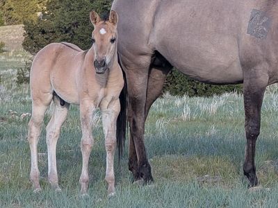Homozygous Dun Grullo Stud AQHA weanling