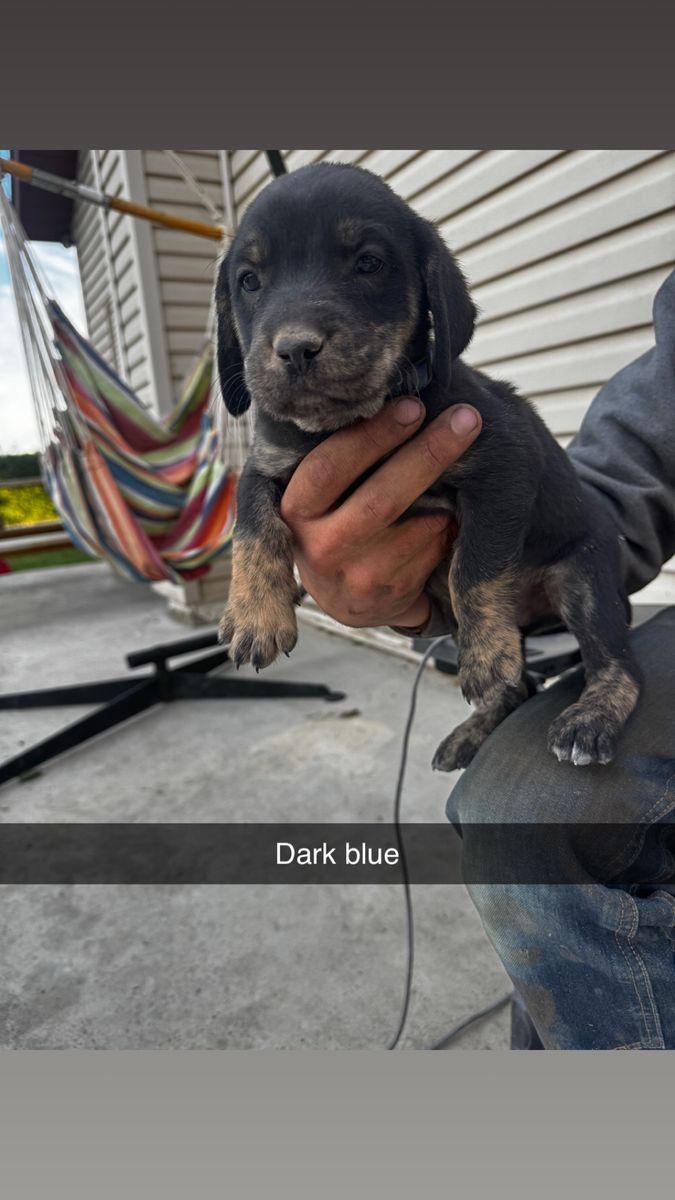 Puppies