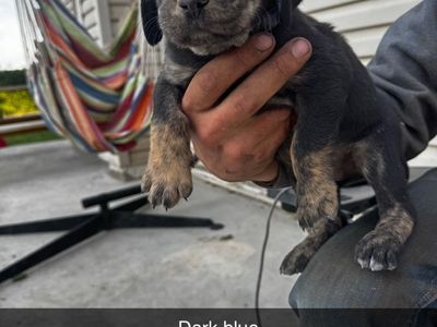 Puppies