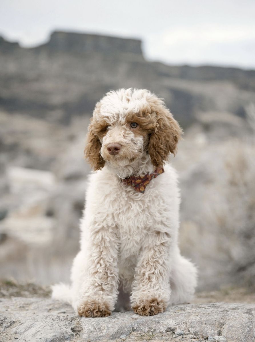 Mini male poodle