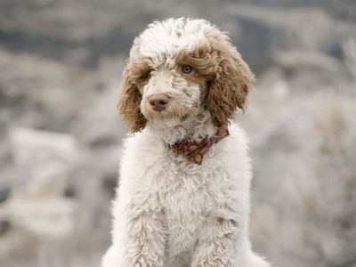 Mini male poodle