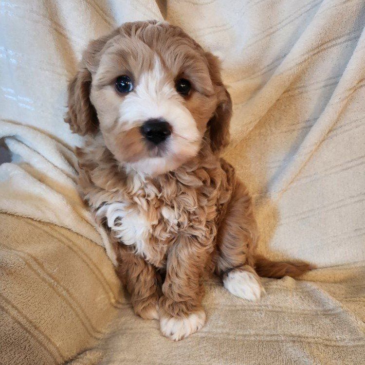 Adorable Mini Golden Doodle Puppies
